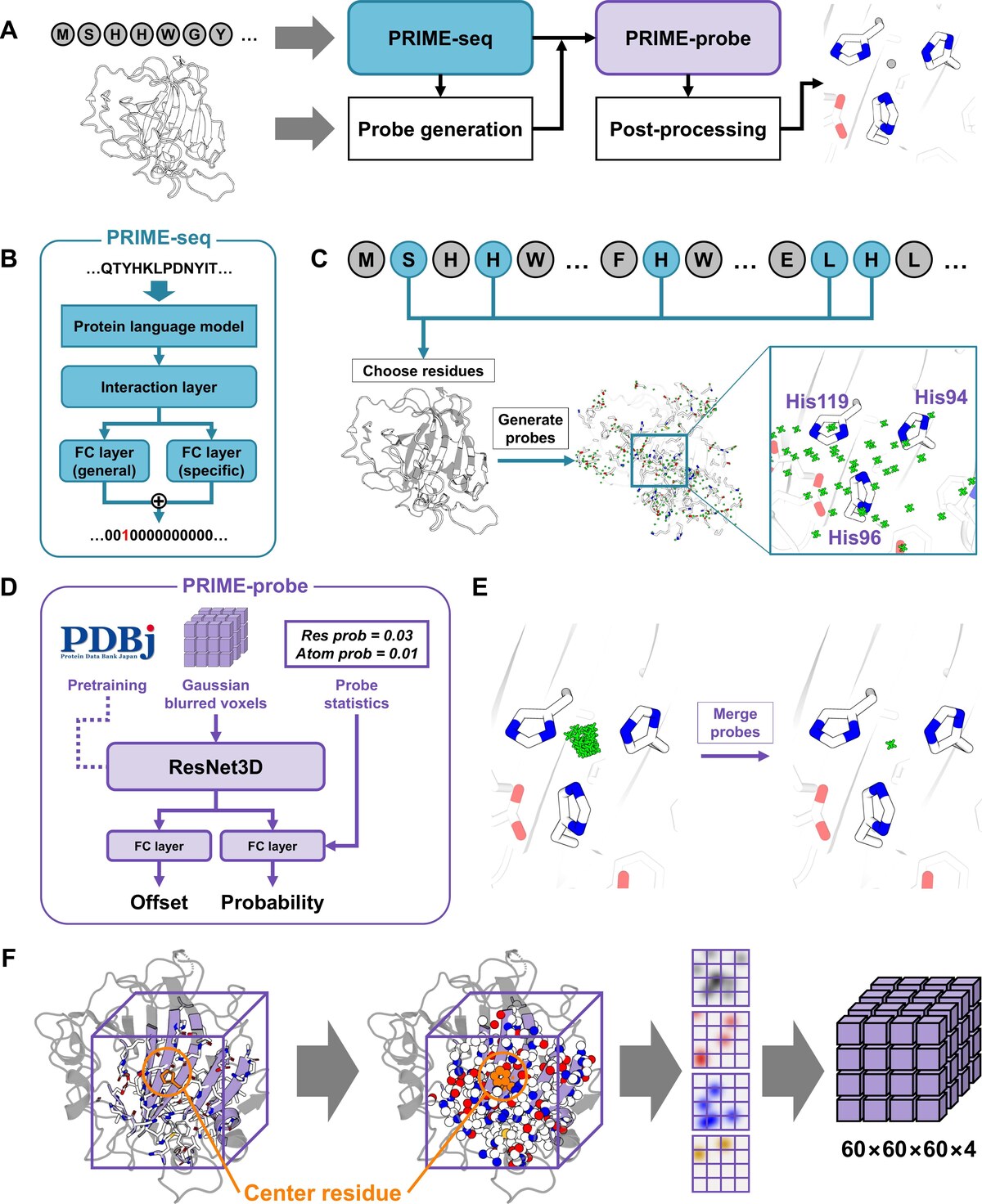Architecture of PRIME: PRIME-seq ranks residues, a probe generation algorithm proposes candidate sites, PRIME-probe scores them with a 3D ResNet, followed by post-processing.